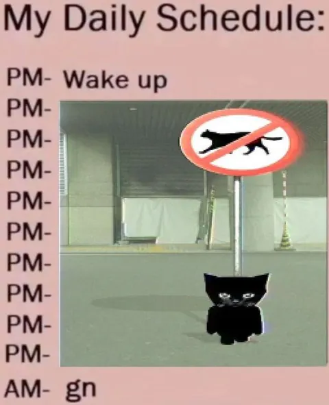 My Daily Schedule Cat