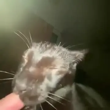 Котёнок нежно лижет палец