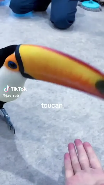 Toucan Meets a Capybara