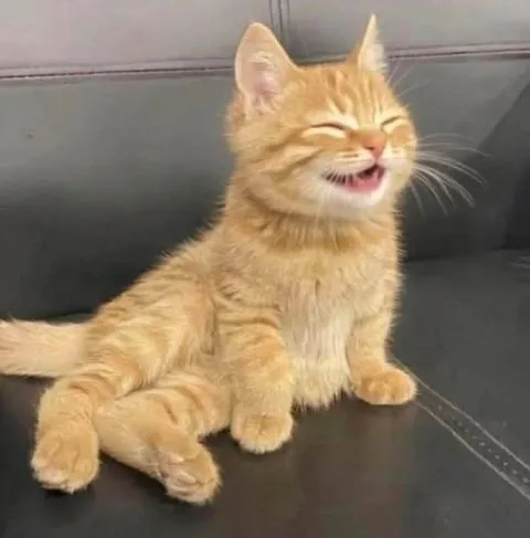Смеющийся рыжий котёнок