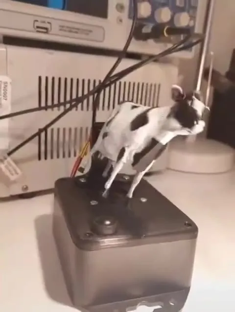Кот танцует на приборе