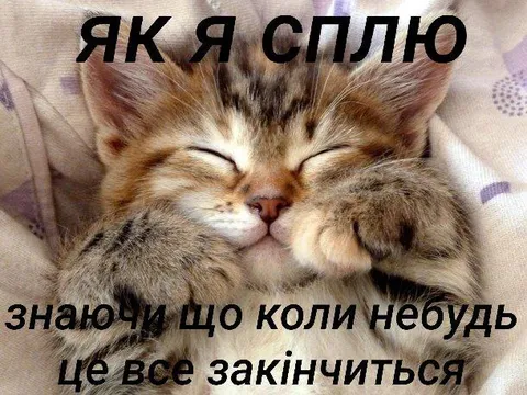 Кіт, який спить спокійно