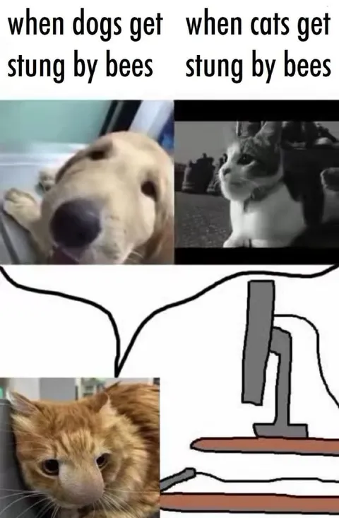 When Dogs and Cats Get Stung