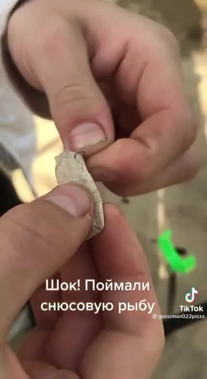 Поймали снюсовую рыбу
