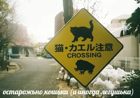 Осторожно, кошька и лягишька