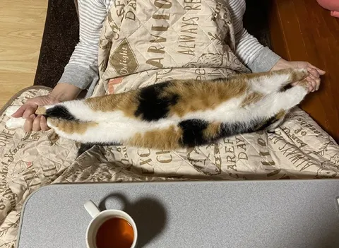 Кота растянули на весь диван