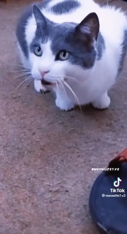 Кошки под музыку