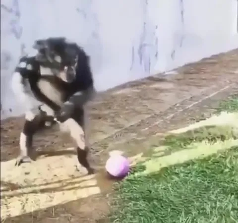 Шимпанзе не решается взять мяч