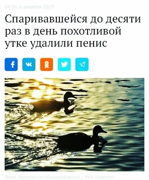 Похотливой утке удалили пенис