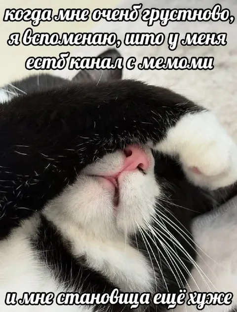 Кот вспоминает канал с мемами