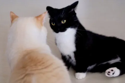 Кот смотрит на другого кота