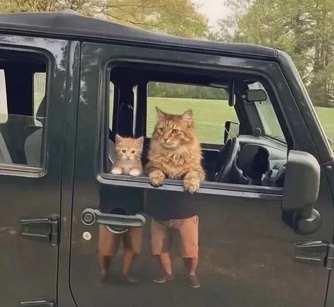 Коты за рулём джипа