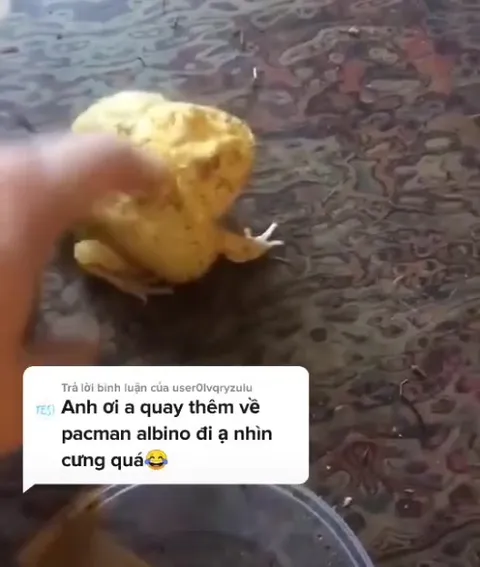 Pacman albino quay quá hài