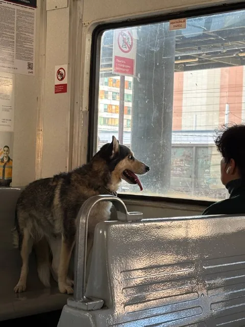 Собака едет в метро