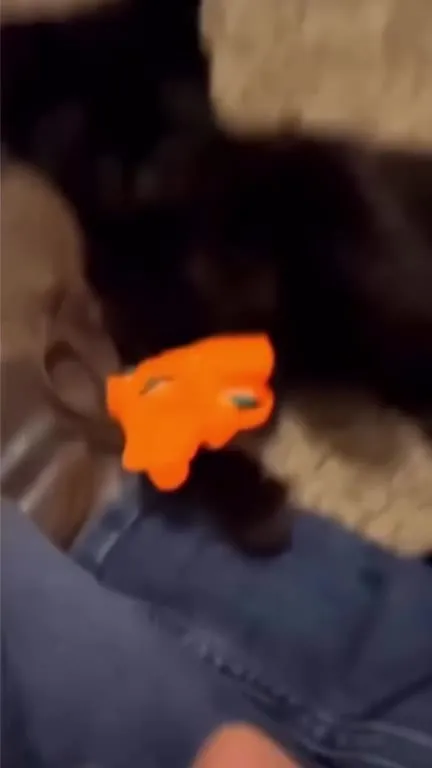 Кот не хочет отпускать игрушку