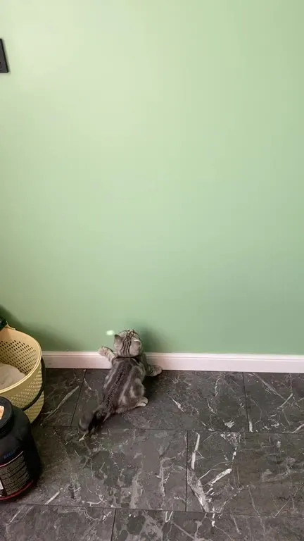 Кот охотится на лазерную точку
