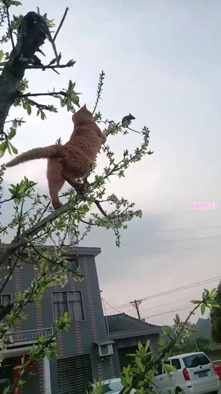 Кот охотится на мышь на дереве