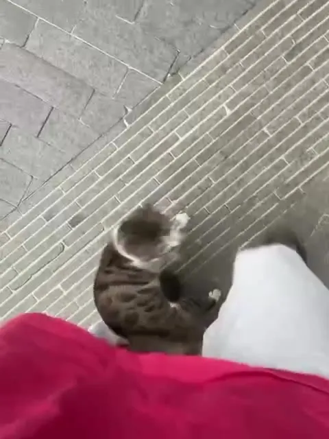 Кот не отпускает хозяина
