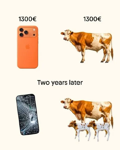 Phone Depreciates, Cow Multiplies