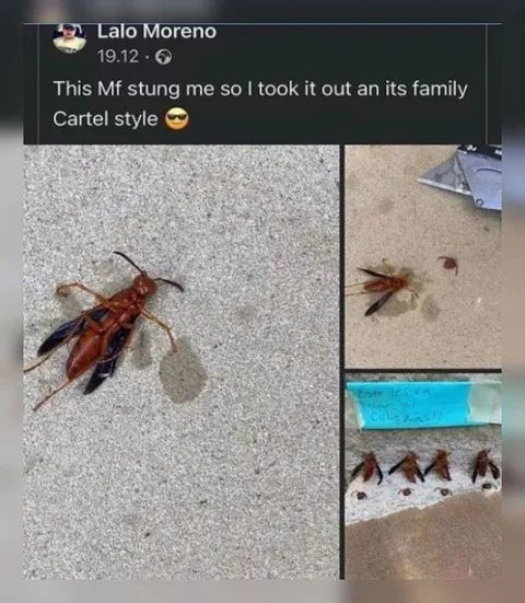 Cartel Style Cockroach Revenge