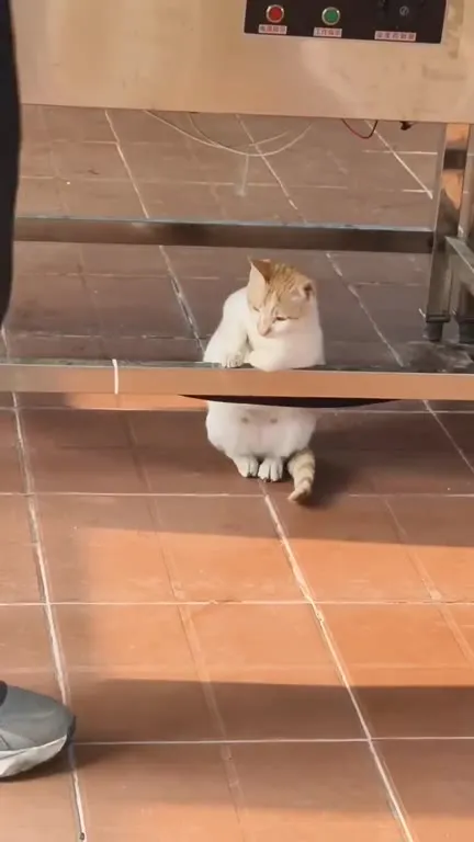 Кот застрял под стойкой