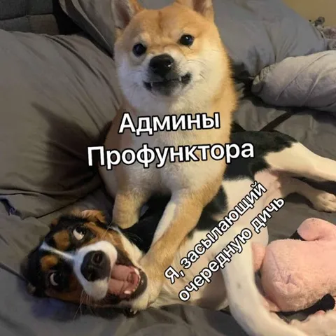 Админы Профунктора и очередная дичь