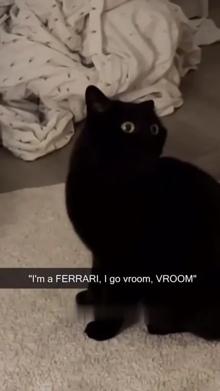 Ferrari Cat Goes Vroom