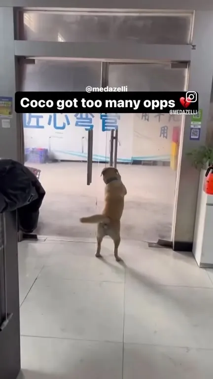Coco Has Too Many Opps