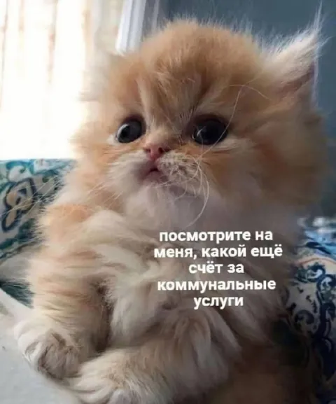 Котёнок смотрит на счёт