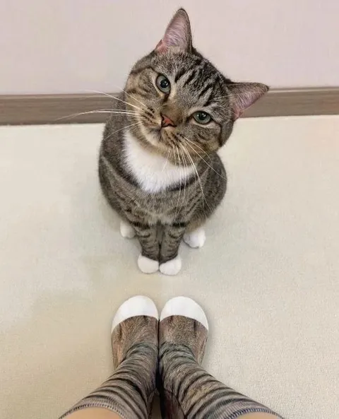 Кот смотрит на хозяйку