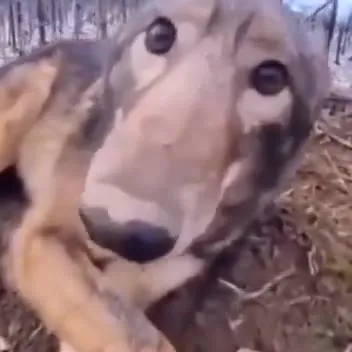 Любопытный волк лезет в камеру