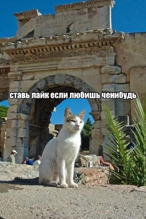 Кот у древней арки просит лайк