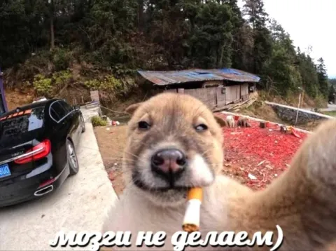 Можешь не делаем)