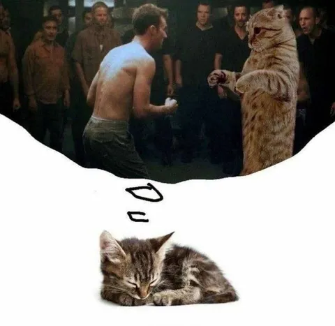 Кот готов к драке