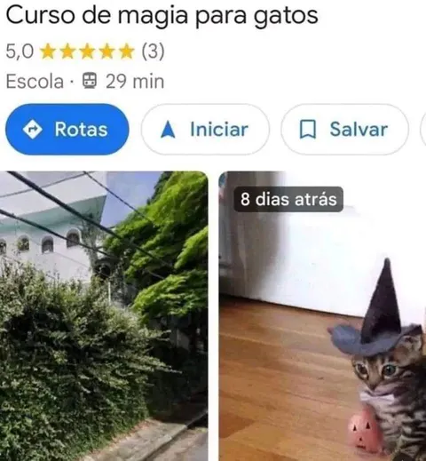 Curso de magia para gatos