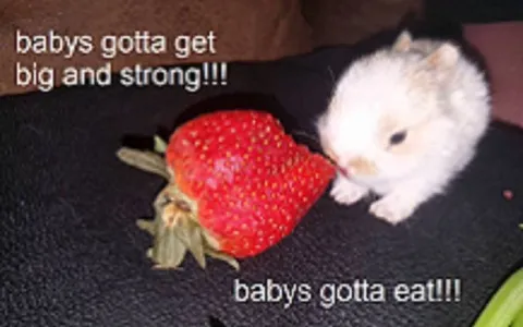 Baby Bunny Eats Giant Strawberry