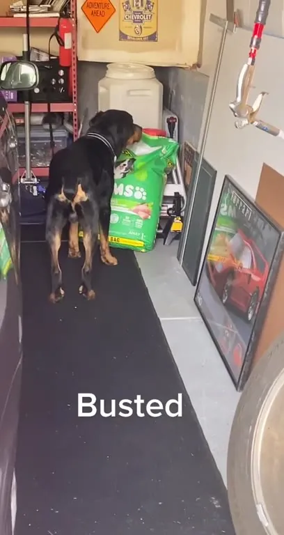 Busted Dog Eating Food
