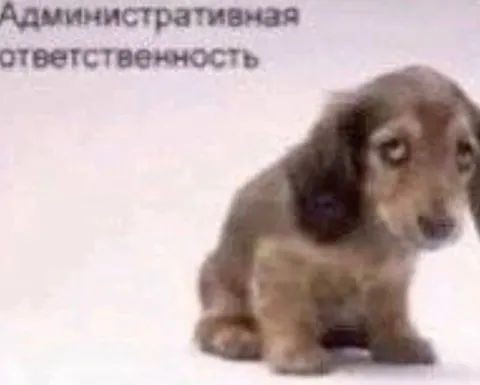 Административная ответственность у собаки