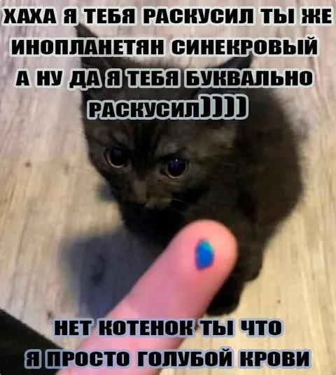 Котёнок голубой крови