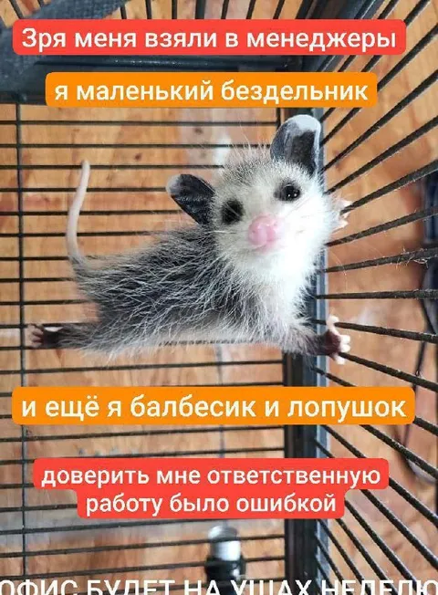 Маленький бездельник-менеджер