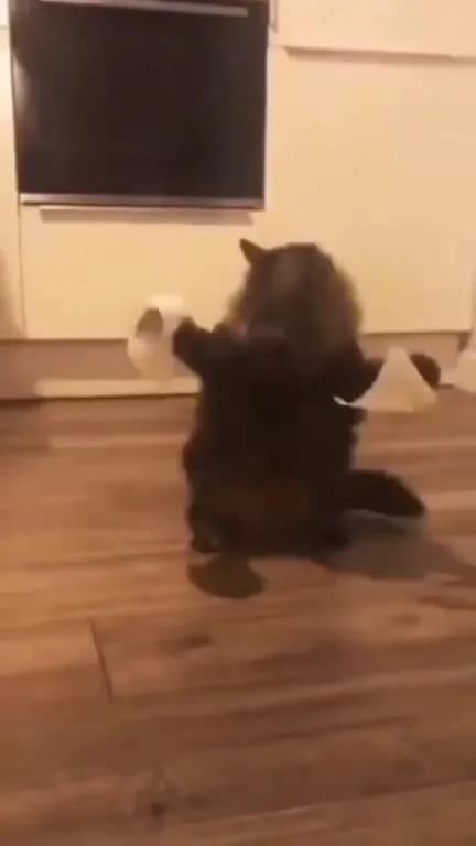 Кот устраивает танец на полу