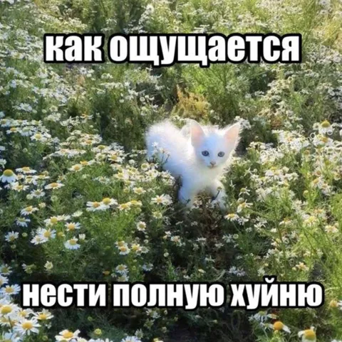 Кот несёт полную хуйню