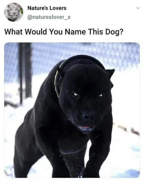 What Would You Name This Dog?