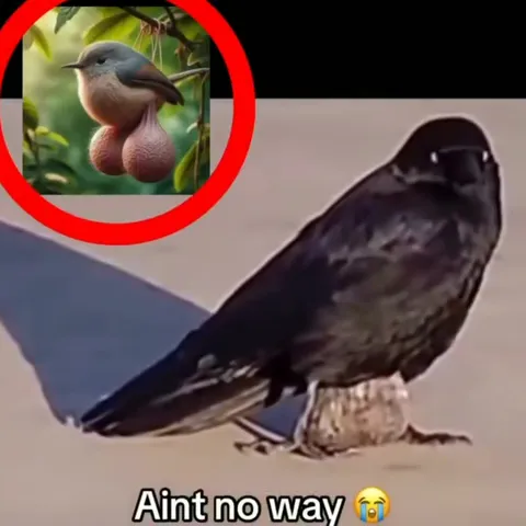 Bird Sees Impossible Bird