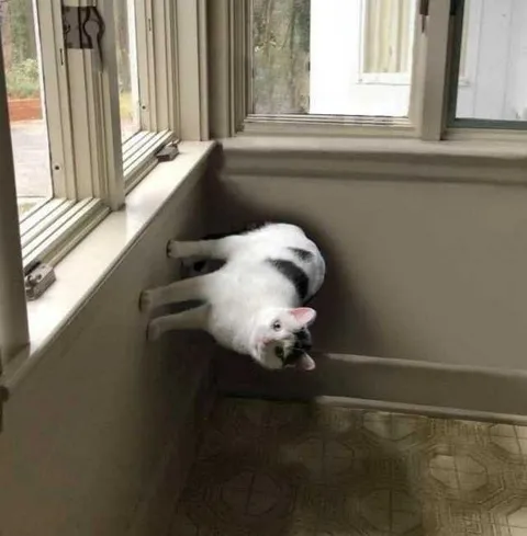 Кот застрял на подоконнике