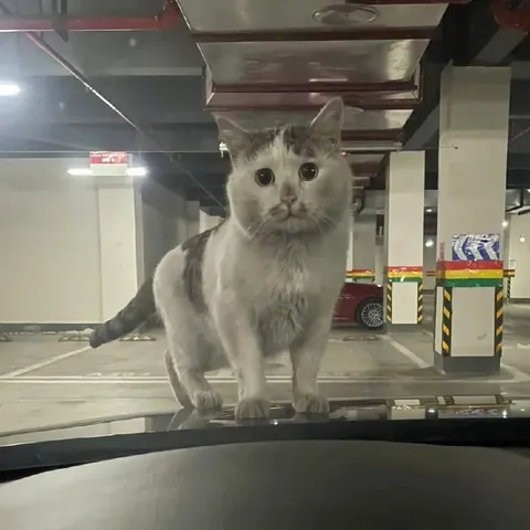 Кот пришёл поговорить