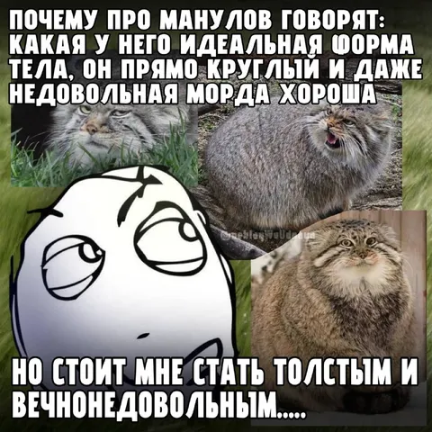 Идеальная форма манула