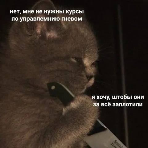 Кот против курсов по гневу