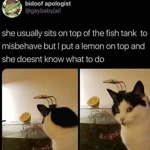 Cat Confused by a Lemon