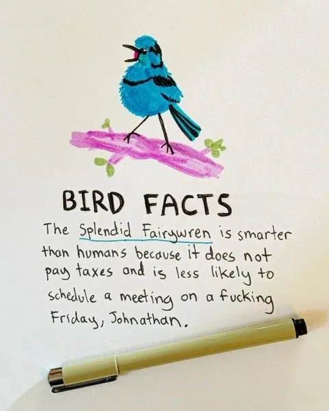 Splendid Fairywren Bird Facts